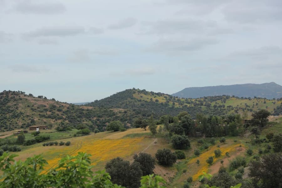 Collines verdoyantes et jaunes ponctuées d’arbres sous un ciel couvert.
